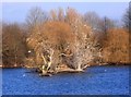 Dorchester Lakes, Winter Colours 3