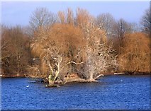 SU5795 : Dorchester Lakes, Winter Colours 3 by Des Blenkinsopp