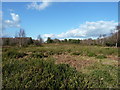 Gorse on the Ashdown Forest south of Duddleswell