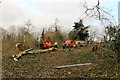 Tree Maintenance, Cedars Park, Cheshunt, Hertfordshire