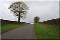 Tree on Parish Lane