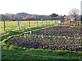 Allotments at Claypits Lane