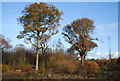 Two trees, Quarry Wood