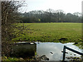 Cattle trough and puddle