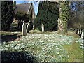 Snowdrops in the churchyard