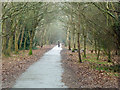 Path through Collington Wood