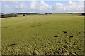 Grazing land north of Roughtor Road