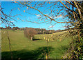 Catkins and Small Valley