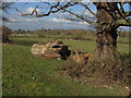 SU9972 : Big Log, Runnymede by Alan Hunt