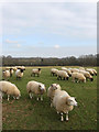 Hungry Sheep, Hackhurst Farm