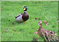 Mallards (Anas platyrhynchos)