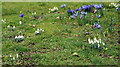 Snowdrops and Iris reticulata