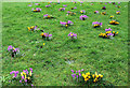 Crocus, Cedars Park, Cheshunt, Hertfordshire