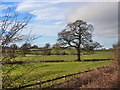 Pastoral scene beside the A449, as viewed from a lay-by