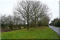 Trees on Church Lane