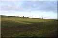 Arable field near Cumnor Hill