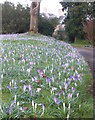 Crocuses at Cricket St Thomas