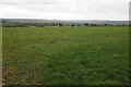 Farmland above St Tudy