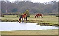 SU2413 : Ponies at Janesmoor Pond by Mike Smith