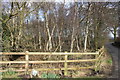 Silver copse at Crabtree Moss Farm entrance, Marton Lane