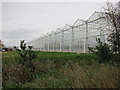 TL3268 : Large greenhouse, Fen Drayton by Hugh Venables