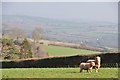 Mid Devon : Grassy Field & Sheep