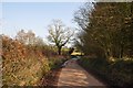 Mid Devon : Country Road