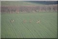 ST0215 : Mid Devon : Deer Running through a Field by Lewis Clarke