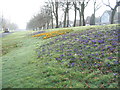 Crocuses on Allesley Hall Drive