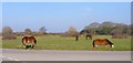 SZ2099 : New Forest Ponies at Holmsley by Mike Smith