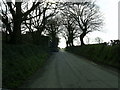 Tree-lined country road