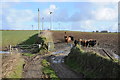 Delabole Wind Farm