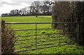 Field above the Otter valley