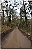 SS9520 : Mid Devon : Road through Holmingham Wood by Lewis Clarke