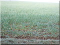 Crop field off Pottergate Road