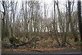 TQ2532 : Woodland by Forest Rd by N Chadwick