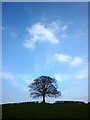 SD5388 : A tree near High House Farm by Karl and Ali