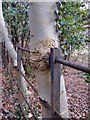 Beech tree with an iron railing through it, Mickleham