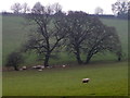 Grass fields near Crockerton