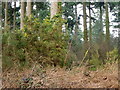 Gorse, Foxholes Plantation