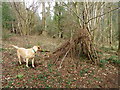 Bivouac, Foxholes Plantation