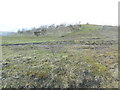 Trees planted on reclaimed spoil-heap