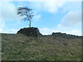 Windswept tree and crumbling drystone wall