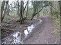 Path through woodland