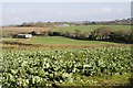 View across farmland near Paul