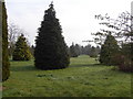 Wooded parkland, Ashton Under Hill