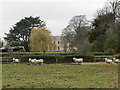 Sheep in a field at Farnsfield