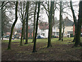 Trees between Stocks Wood and Maple Road, Bournville