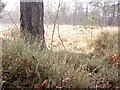 Cross-leaved heath at Costicles Pond, New Forest