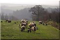 Sheep near Way Cross